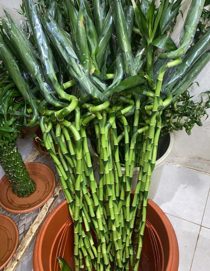 Bamboo Plant 90 CM