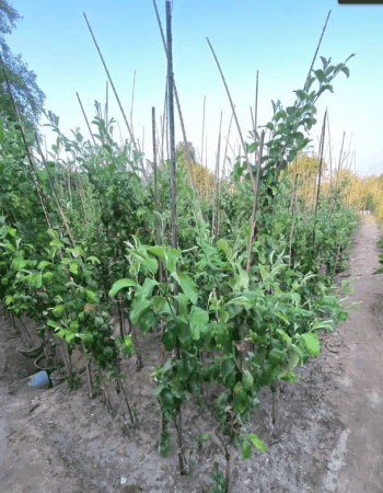 شتلات سدر  شتلات سدر