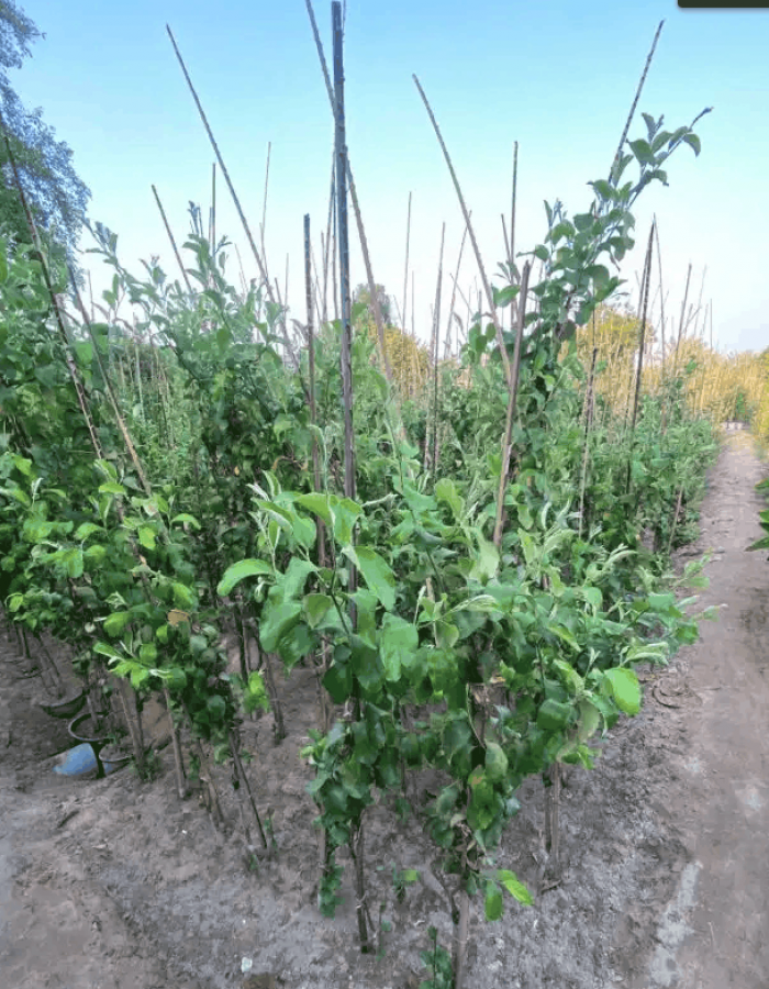 Ziziphus spina-christi Seedlings  Ziziphus spina-christi Seedlings