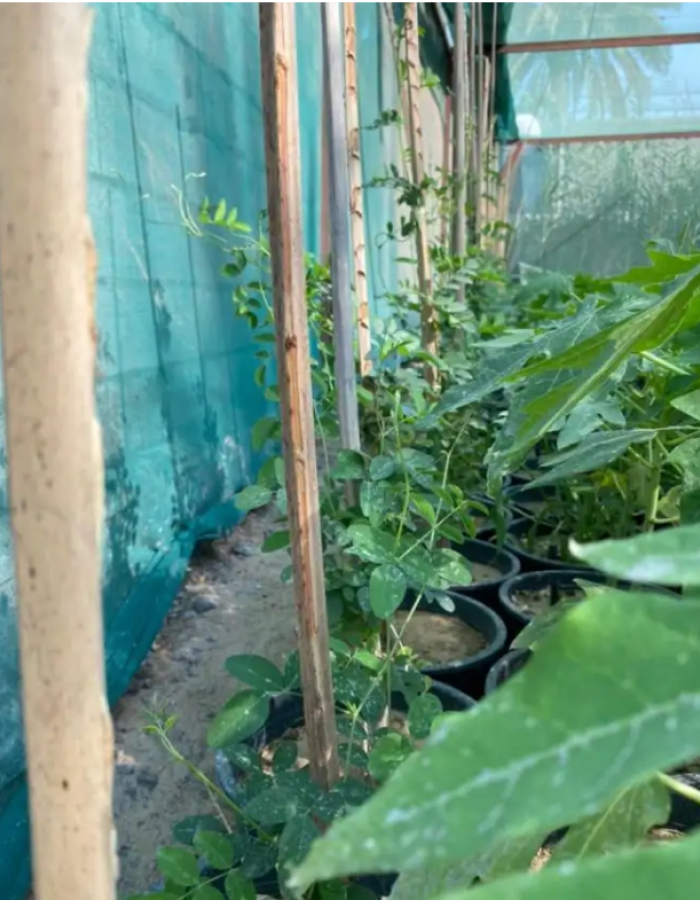 Butterfly pea flower tea Seedlings