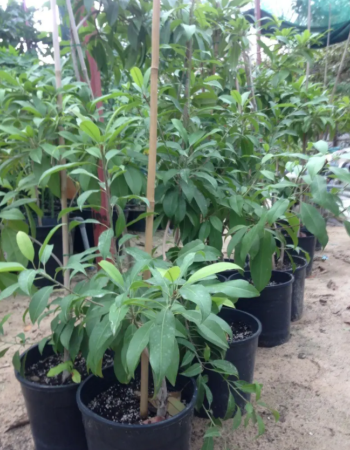 Chico Seedlings Chico Seedlings