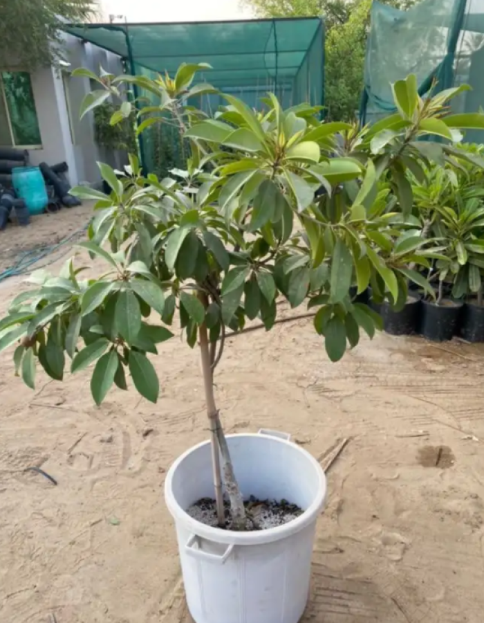 شتلات شيكو شتلات شيكو