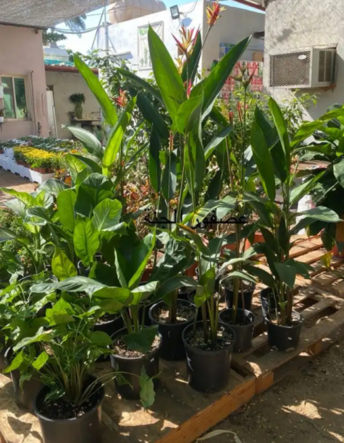 شتلات عصفور الجنة شتلات عصفور الجنة