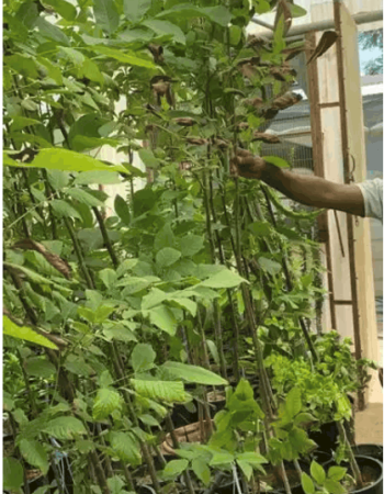 شتلات عين الجمل  شتلات عين الجمل