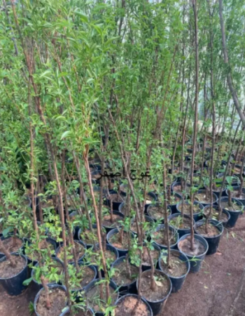 شتلات برقوق  شتلات برقوق