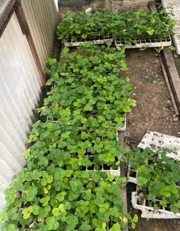 شلات فراولة 77 حبة شلات فراولة 77 حبة