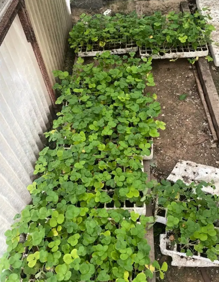 شلات فراولة 77 حبة شلات فراولة 77 حبة