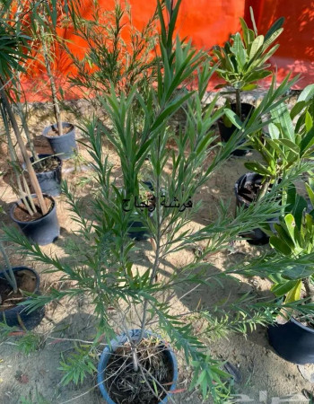 Callistemon Viminalis Seedlings Callistemon Viminalis Seedlings