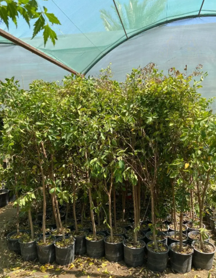 شجرة فيكس نتدا  شجرة فيكس نتدا