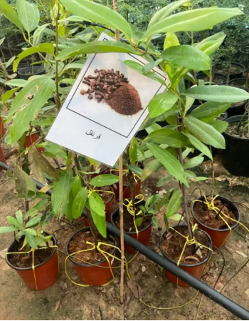 شتلات قرنفل  شتلات قرنفل