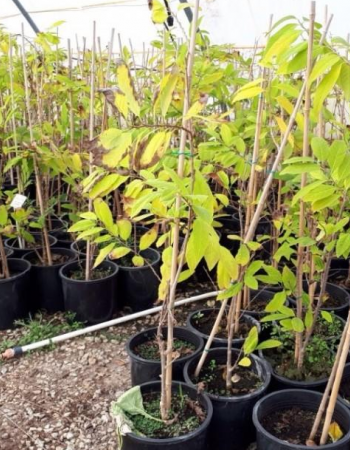 Annona Seedlings Annona Seedlings