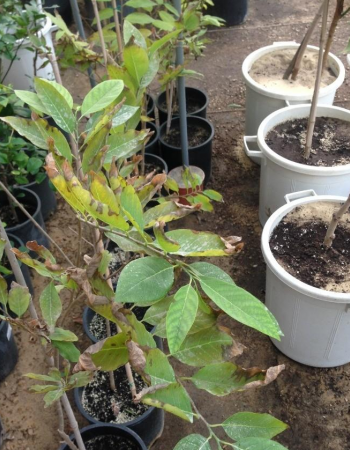 Annona Seedlings Annona Seedlings