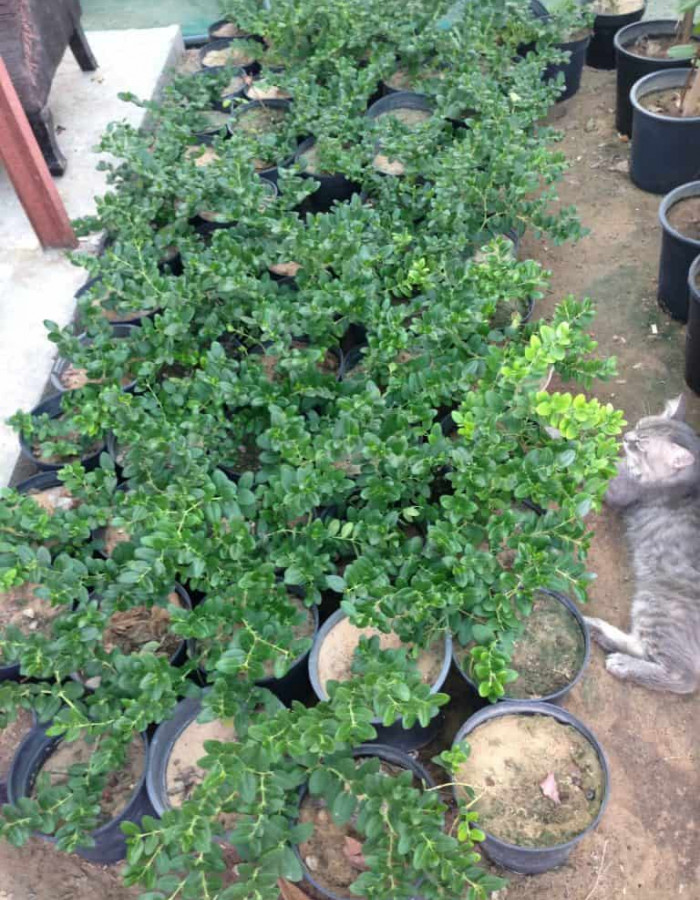 شتلات ياسمين كاريس شتلات ياسمين كاريس