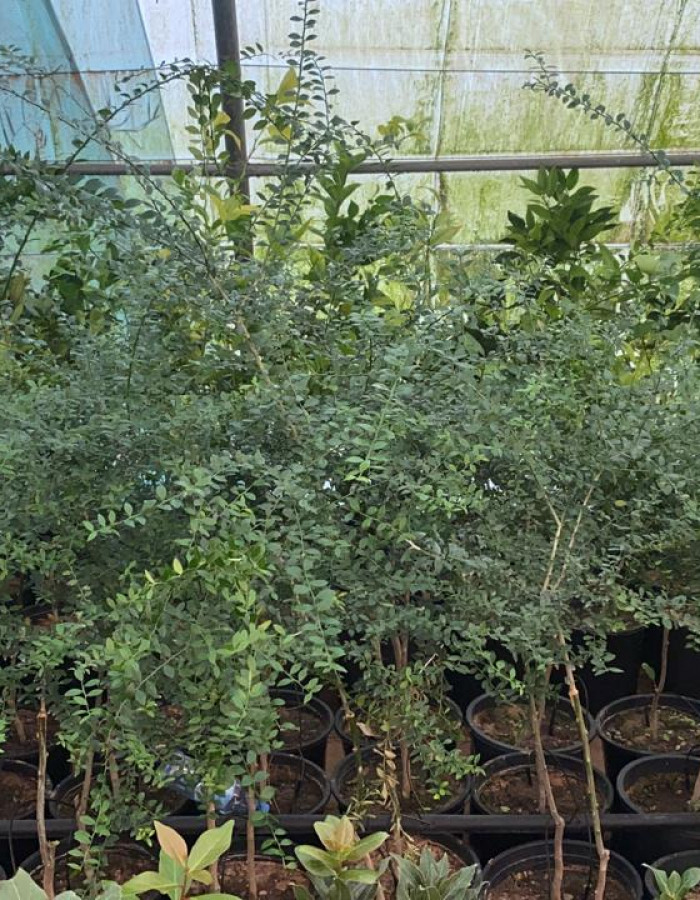 Caviar Lime Seedlings Caviar Lime Seedlings