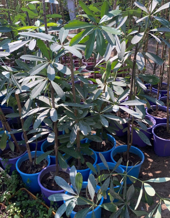 شتلات المليون زهرة او الستونيا شتلات المليون زهرة او الستونيا