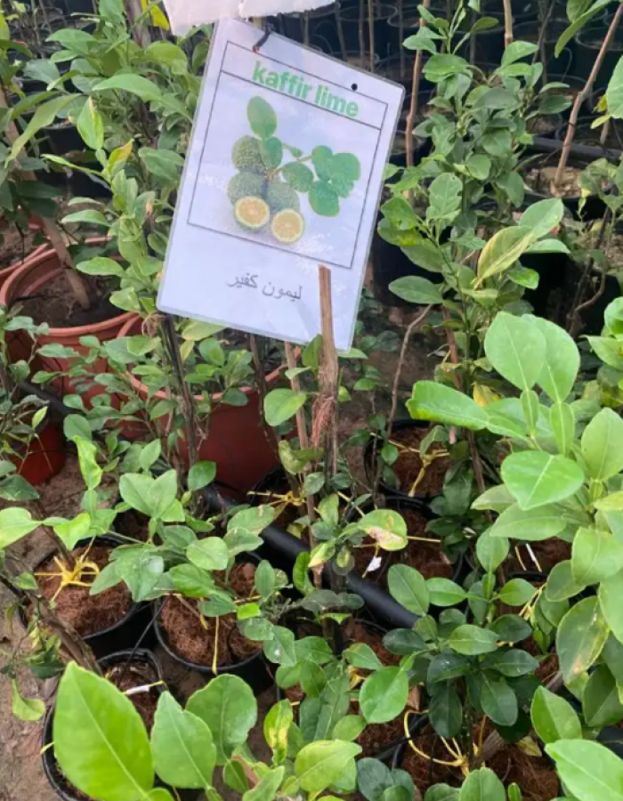 Bergamot Orange Seedlings