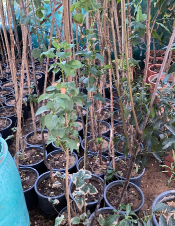 شتلات كمثرة  شتلات كمثرة