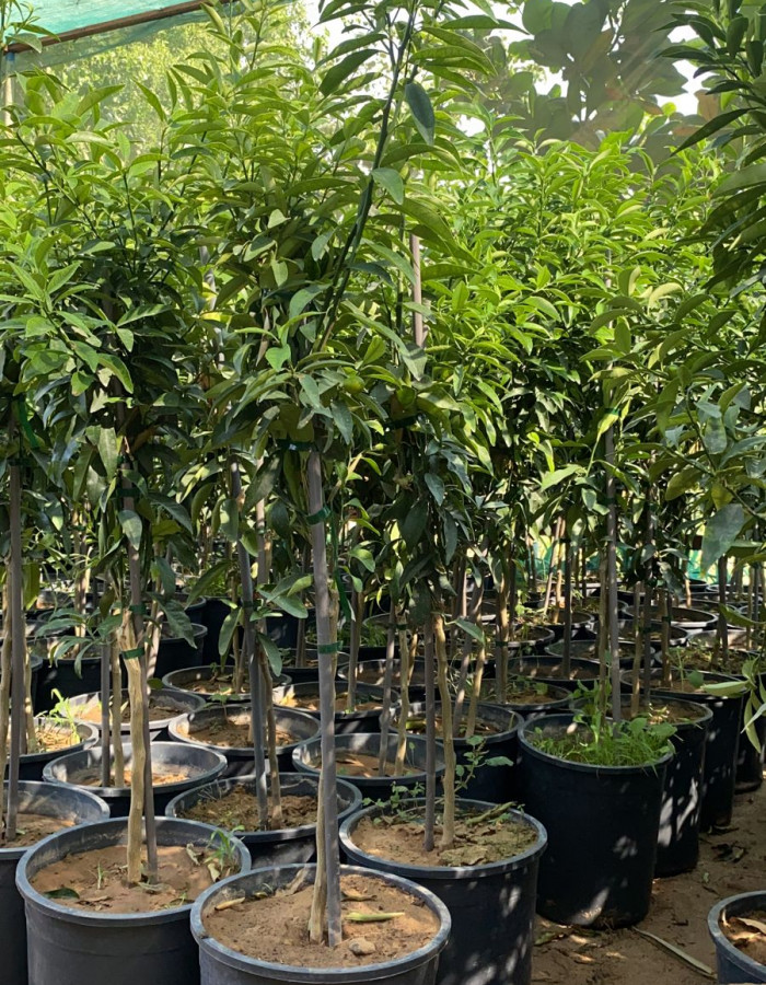 kumquat Dutch Seedlings. kumquat Dutch Seedlings.