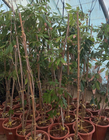 شتلات ليتشي شتلات ليتشي