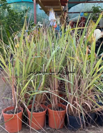 Cymbopogon Citratus Seedlings Cymbopogon Citratus Seedlings