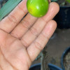 Chinese lemon seedlings