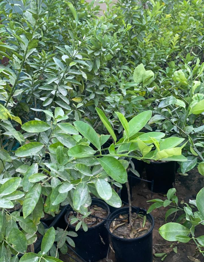 Chinese lemon seedlings