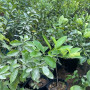 Chinese lemon seedlings Chinese lemon seedlings