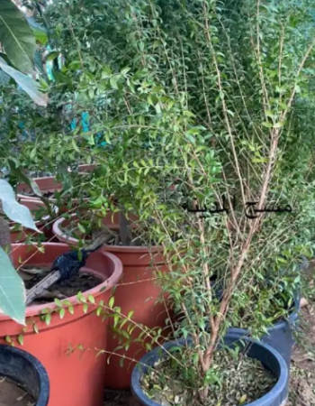 MYRTUS COMMUNIS -WHITE