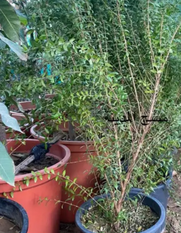 شتلة مسك المدينة  شتلة مسك المدينة