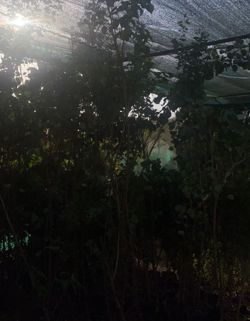 Apricot seedlings Apricot seedlings