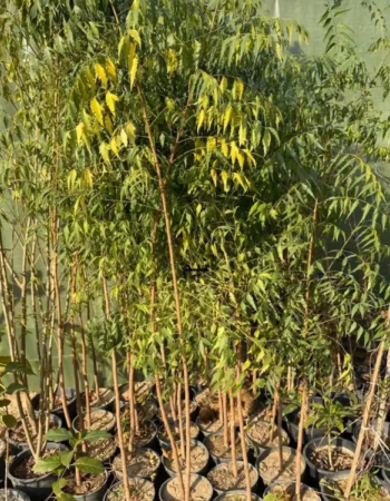 شتلات نيم شتلات نيم