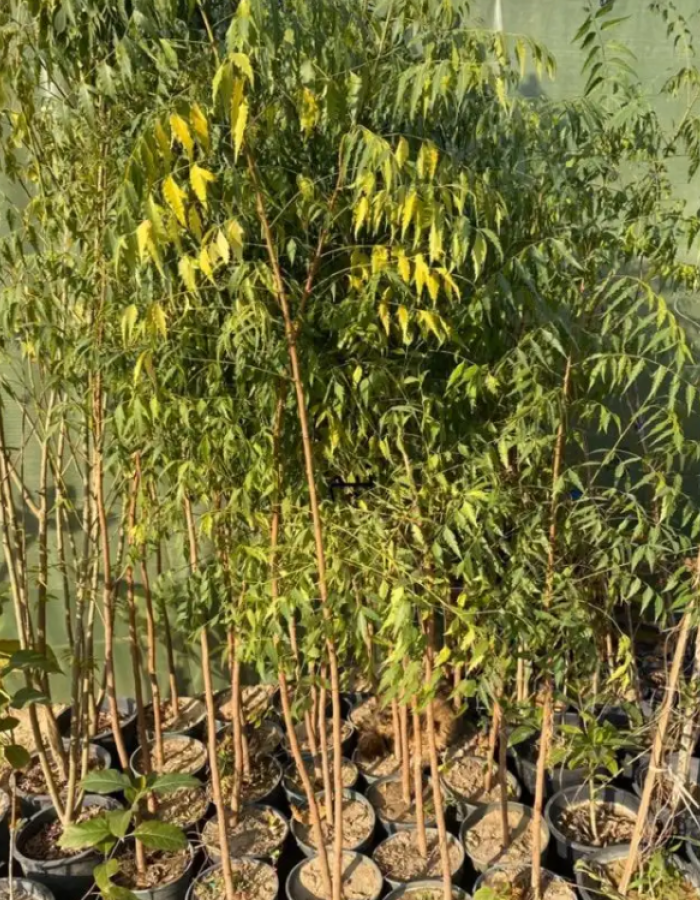 شتلات نيم شتلات نيم