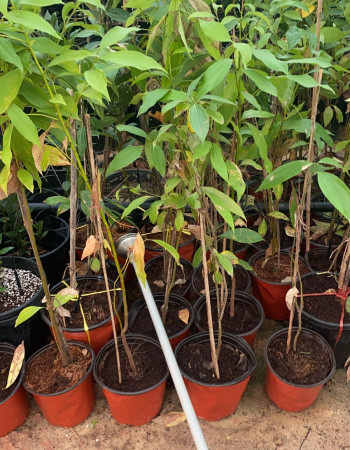 Bay laurel Seedlings Bay laurel Seedlings