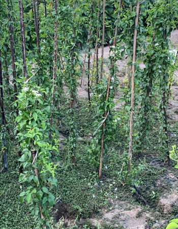 Arabian jasmine Seedlings Arabian jasmine Seedlings