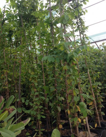 Kashmiri Jasmines Seedlings Kashmiri Jasmines Seedlings