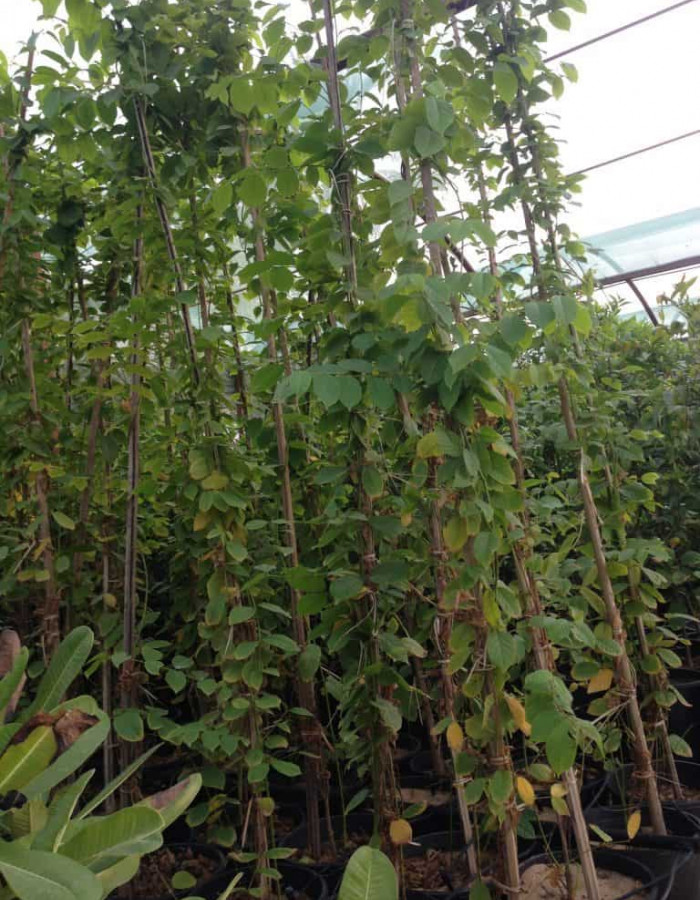 شتلات ياسمين كشميري  شتلات ياسمين كشميري