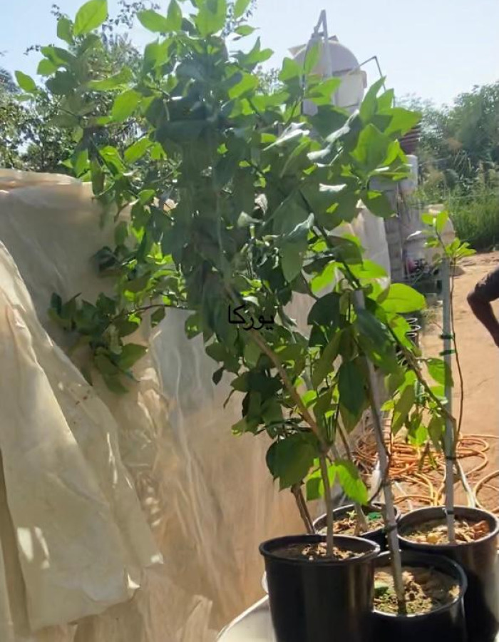 Citrus Limon Eureka Seedlings Citrus Limon Eureka Seedlings