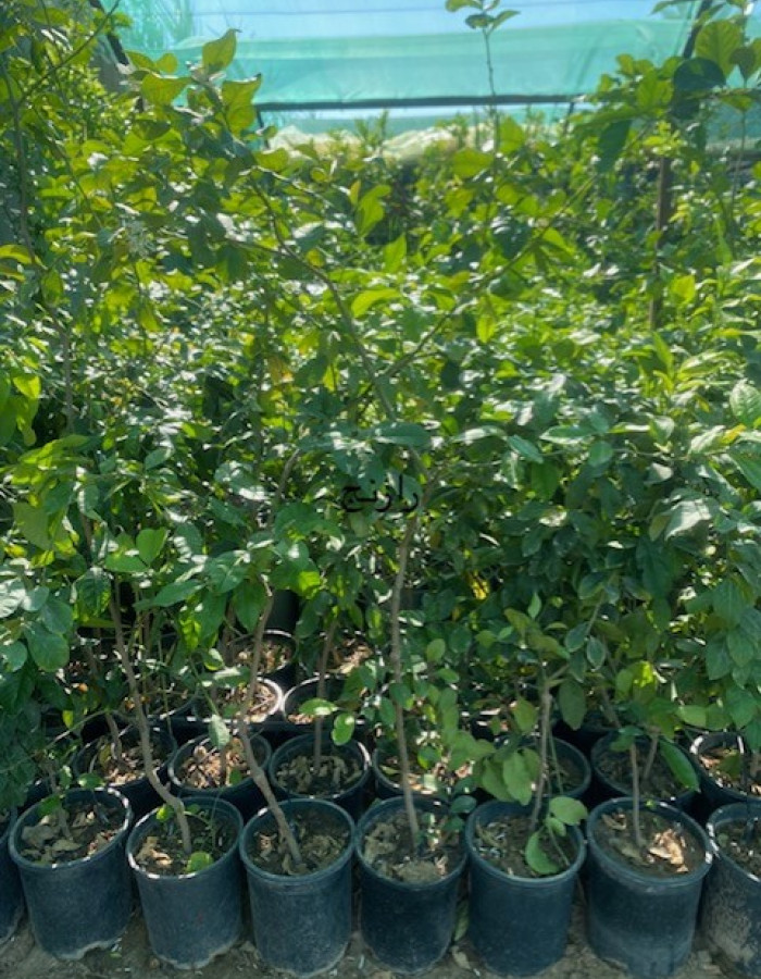 Bitter Orange Seedlings