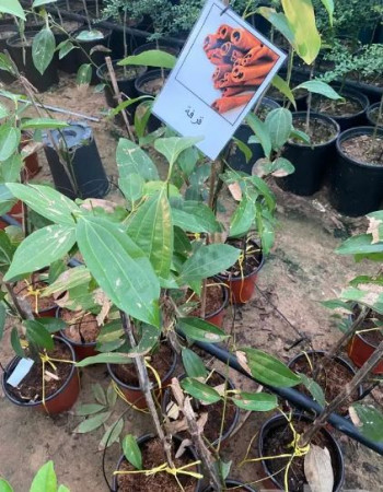  شتلات قرفة للبيع