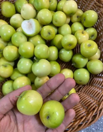 ziziphus spina-christi fruit 