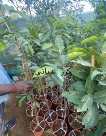 شتلات كرز اسباني