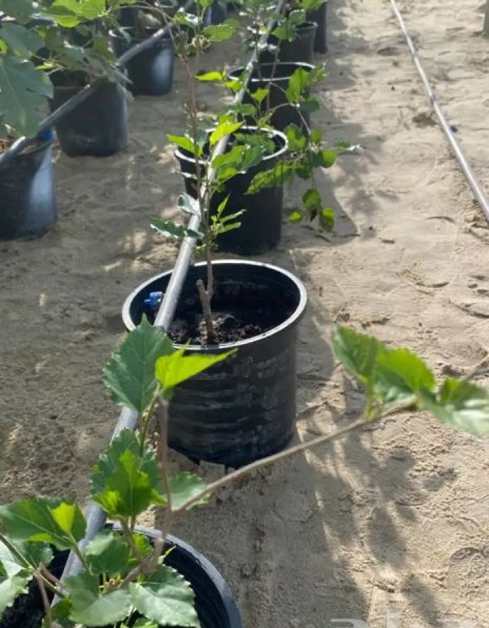 شتلة توت تايلندي قزمي