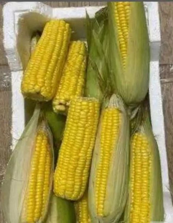 Organic Supper Sweet Corn 