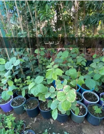 شتلة كرز فالسا 