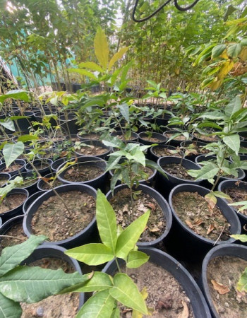 White Sapote Seedling