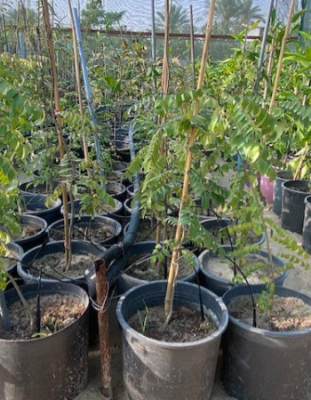 Curry Patta Tree Curry Patta Tree