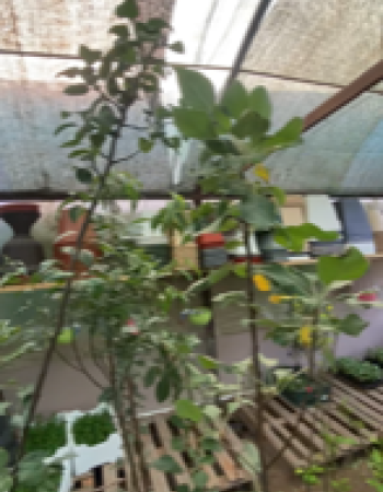 Ginger Gold Apple Seedlings Ginger Gold Apple Seedlings