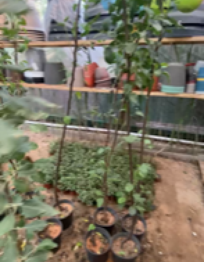 شتلة تفاح عربي  شتلة تفاح عربي