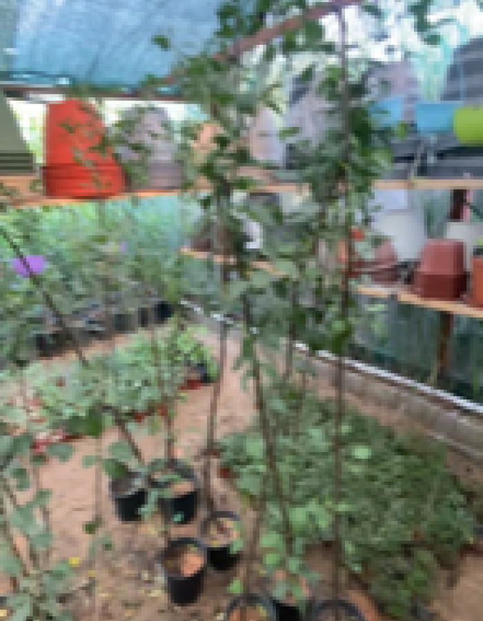 شتلة تفاح عربي  شتلة تفاح عربي