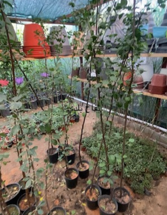 شتلة تفاح عربي  شتلة تفاح عربي